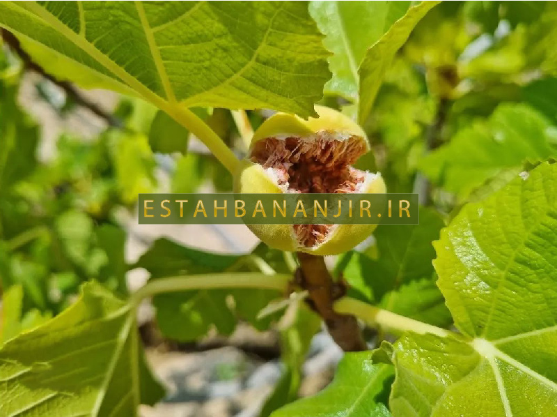 خرید انلاین انجیر استهبان خرید انلاین انجیر استهبان